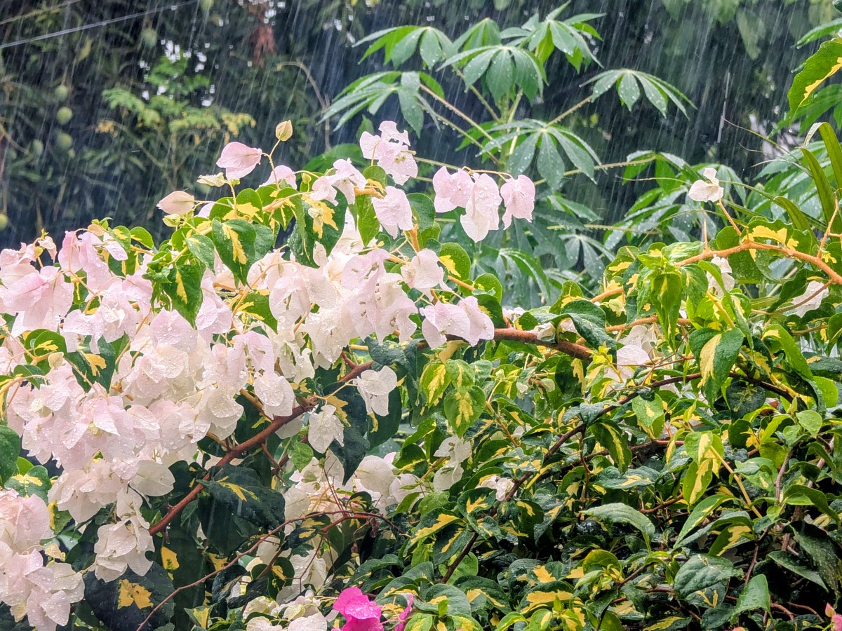 Rainfall.